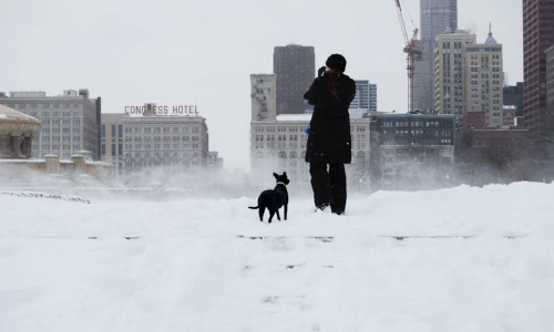 Chicago skyline with dogs - apartments for rent in chicago pet friendly Chicago skyline with dogs - apartments for rent in chicago pet friendly