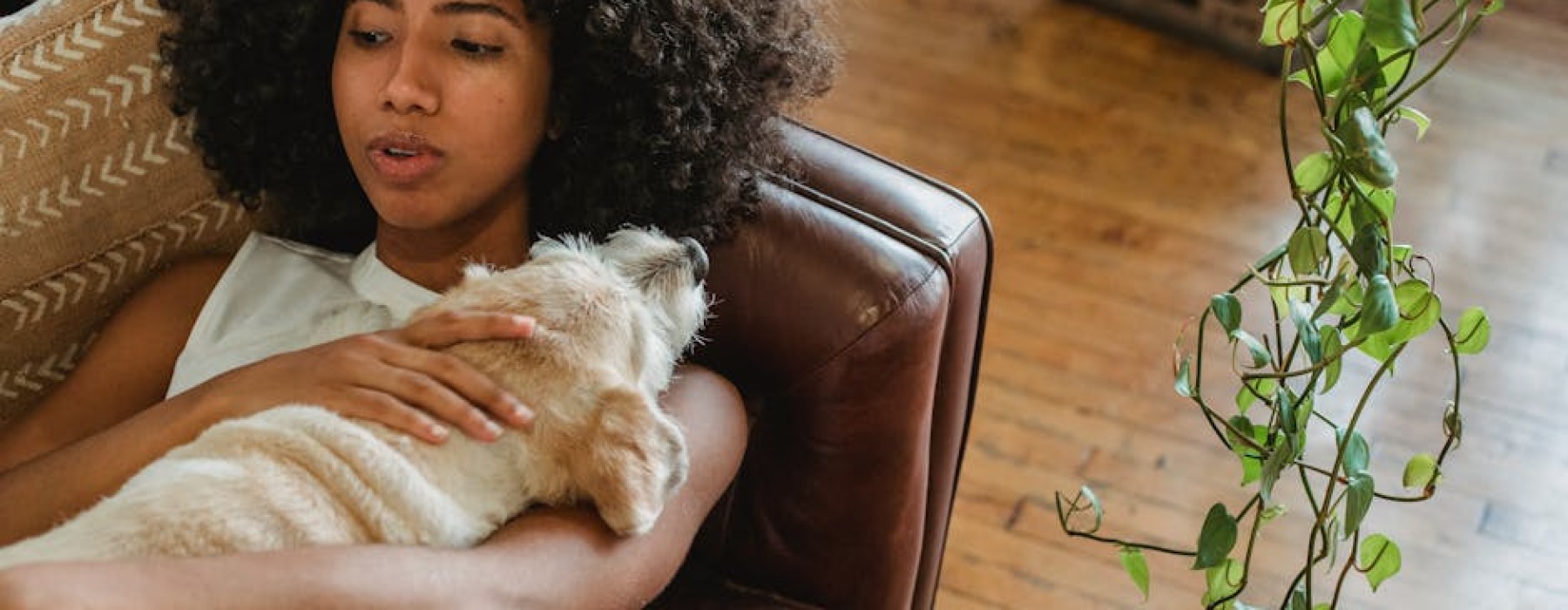 dog friendly apartment - apartments for rent near me dog friendly