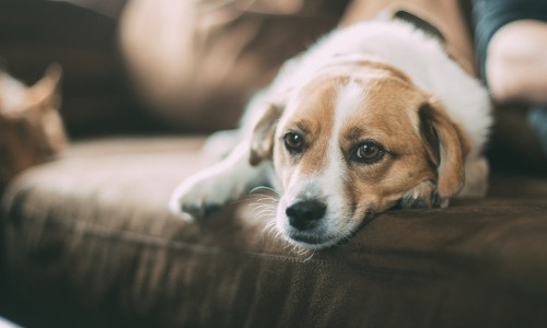 pet friendly apartments