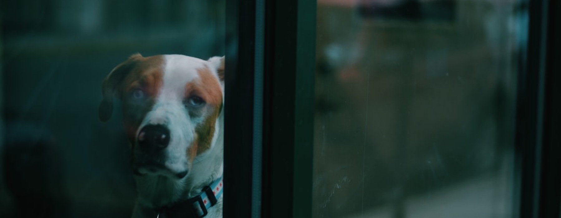 Chicago pet friendly rentals