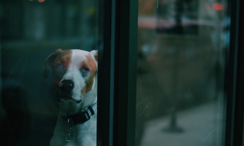 Chicago pet friendly rentals