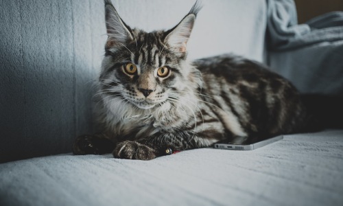 pet friendly downtown apartments - pet friendly downtown apartments pet friendly downtown apartments - pet friendly downtown apartments