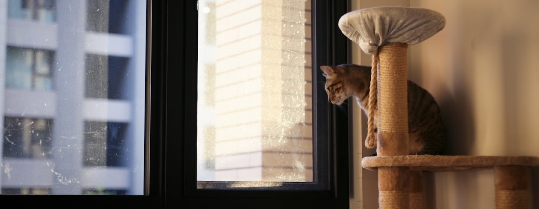 pet friendly apartments in albany park chicago - pet friendly apartments in albany park chicago