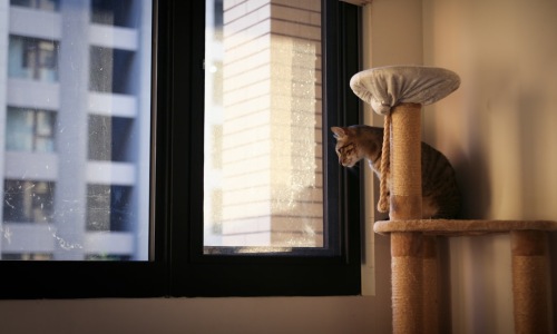 pet friendly apartments in albany park chicago - pet friendly apartments in albany park chicago