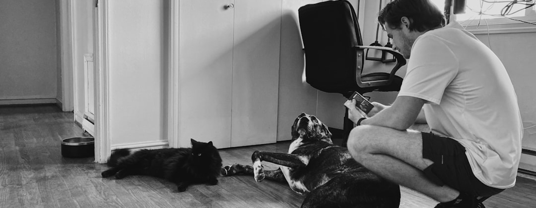 Great Dane in apartment