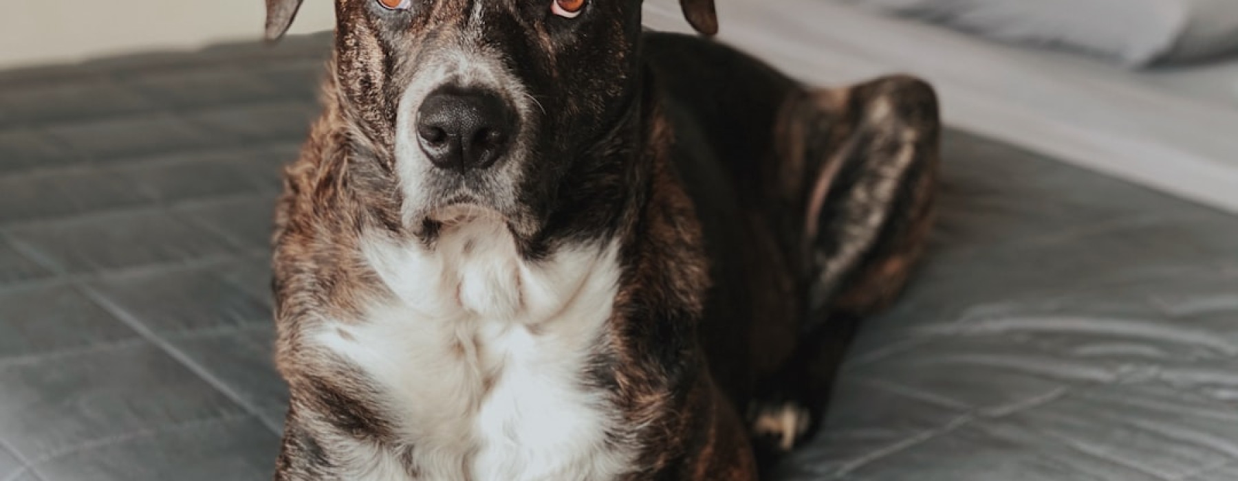 apartments that take large dogs