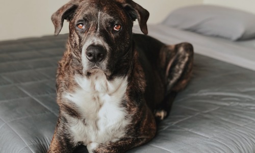 apartments that take large dogs