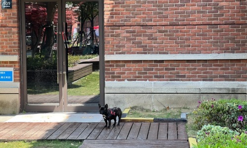 pet friendly apartments in brighton park chicago - pet friendly apartments in brighton park chicago
