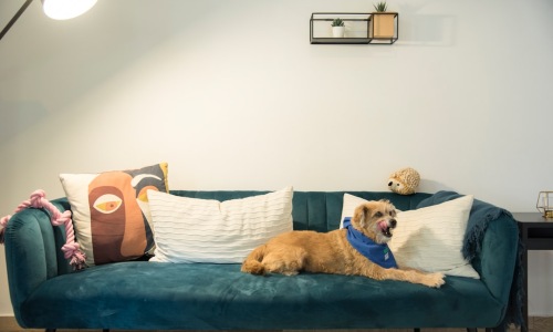 apartment for rent pet friendly - apartment for rent pet friendly apartment for rent pet friendly - apartment for rent pet friendly
