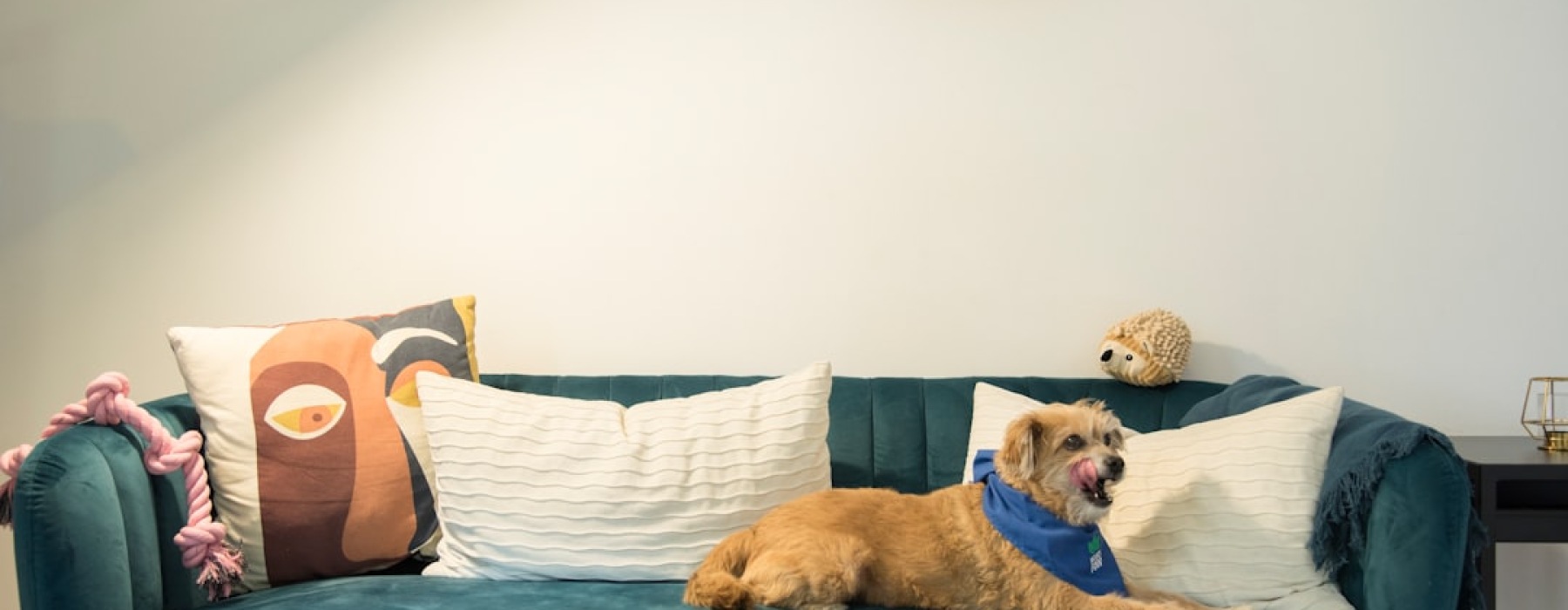 apartment for rent pet friendly - apartment for rent pet friendly