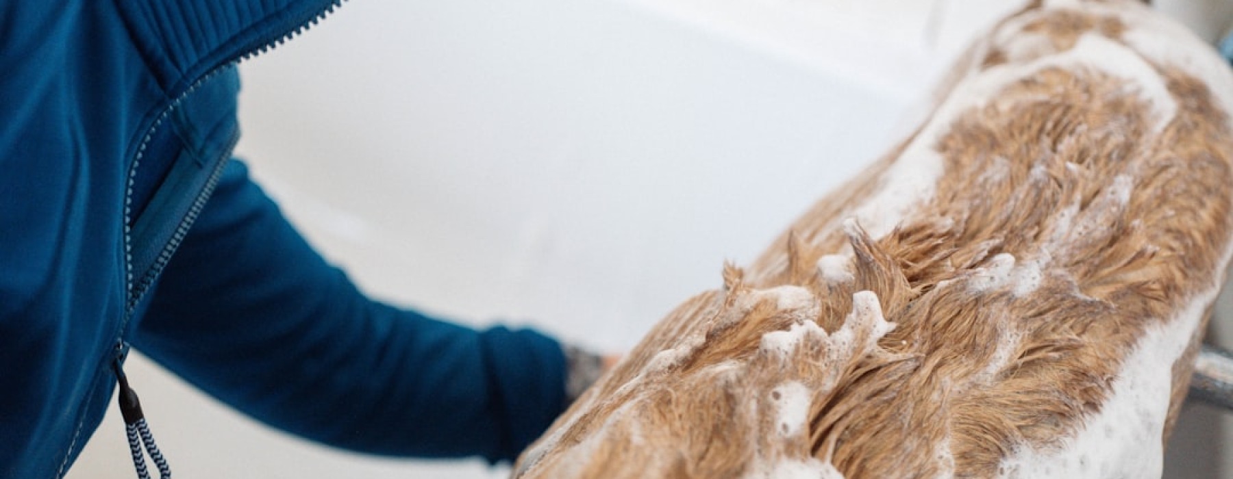 apartments with pet wash