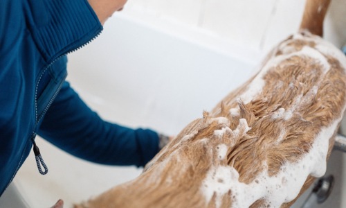 apartments with pet wash